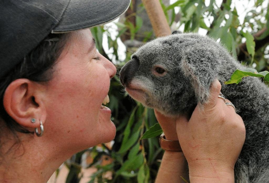 Парк коал в Австралии