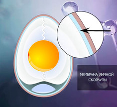 Мембрана яичной скорлупы: 6 ЗОЛОТЫХ советов по использованию 