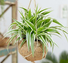12 комнатных растений, которые улучшают качество воздуха в помещении