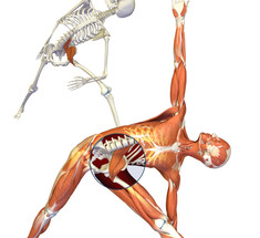 7 упражнений для оздоровления спины 