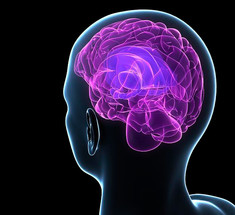 5 советов нейробиолога: Чем заменить таблетки для улучшения работы мозга 