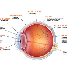 5 мощных антиоксидантов для здоровья глаз 