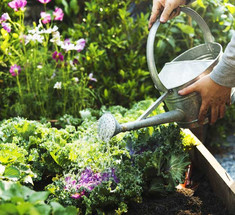 Натуральные средства для борьбы с вредителями в саду