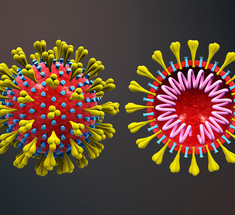 3 типа коронавируса