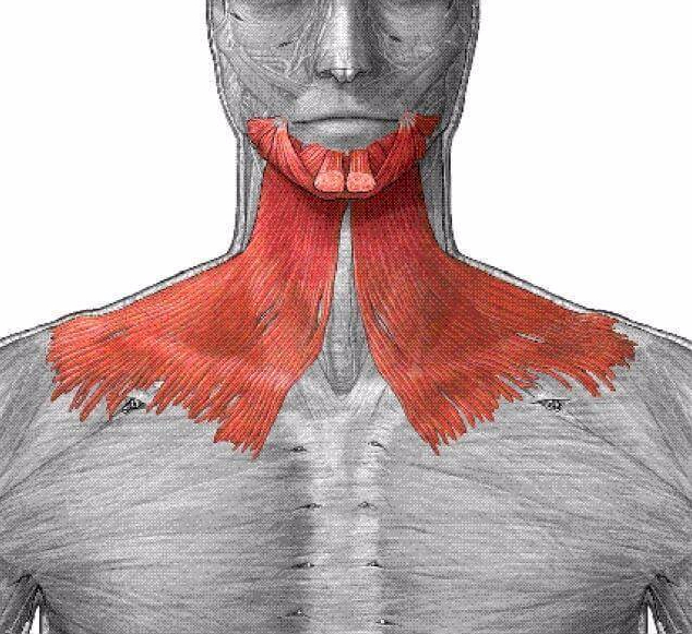 Мышцы шеи вид спереди Синельников