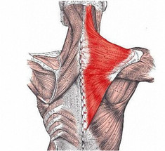 Трапециевидная мышца: Точки напряжения
