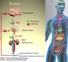 Кортизол: Что делать, если гормон стресса повышен