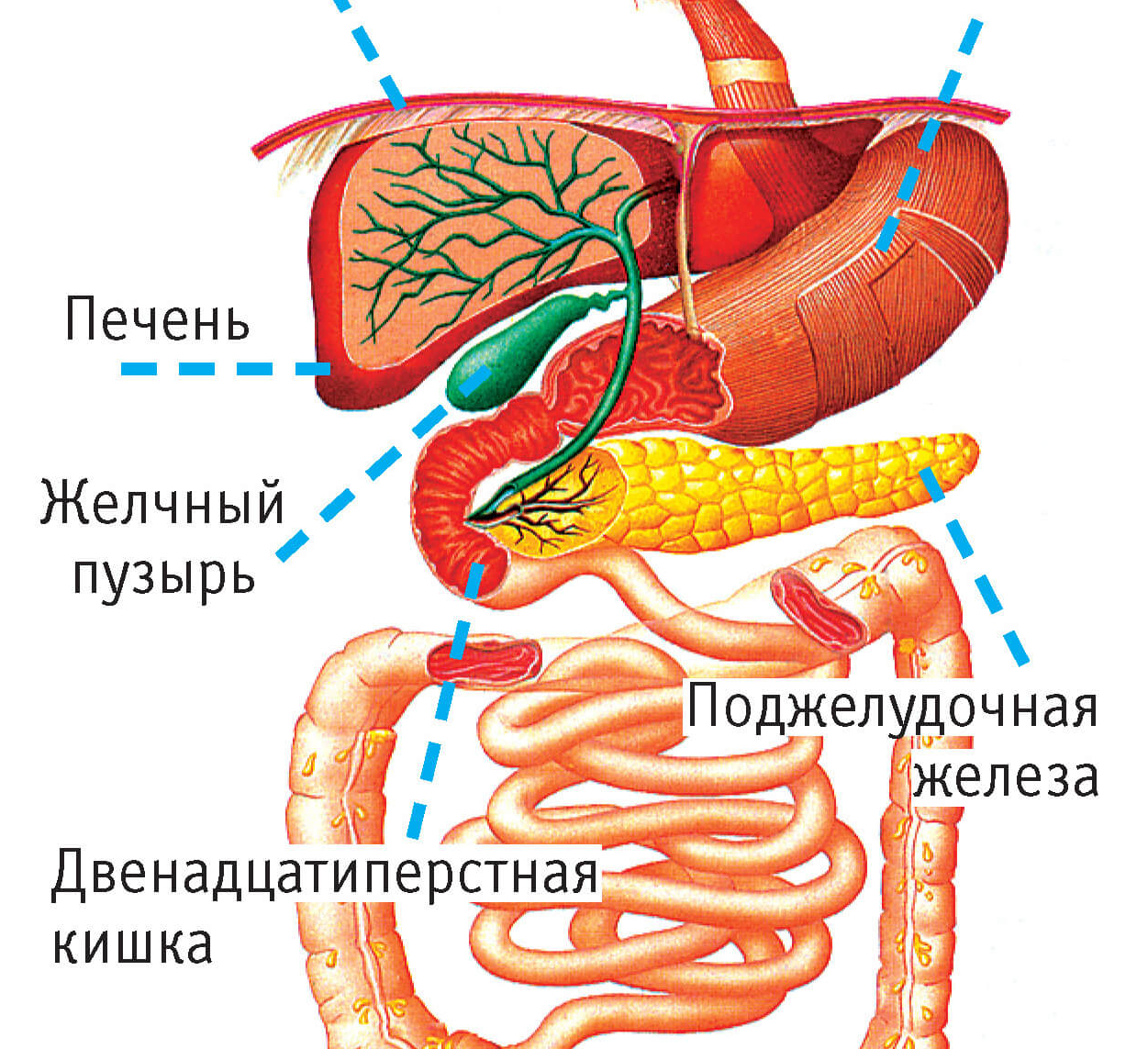 Работа печени и поджелудочной. Строение человека желудок желчный пузырь. Анатомия печень желчный пузырь желудок. Анатомия желудок печень поджелудочная железа. Печень желчный пузырь поджелудочная.