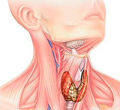 Щитовидная железа и лишний вес: Симптомы эндокринной патологии