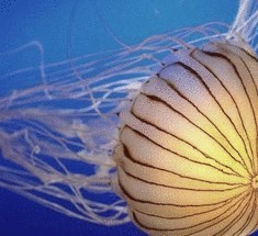 Почему медузы жалят своих жертв?