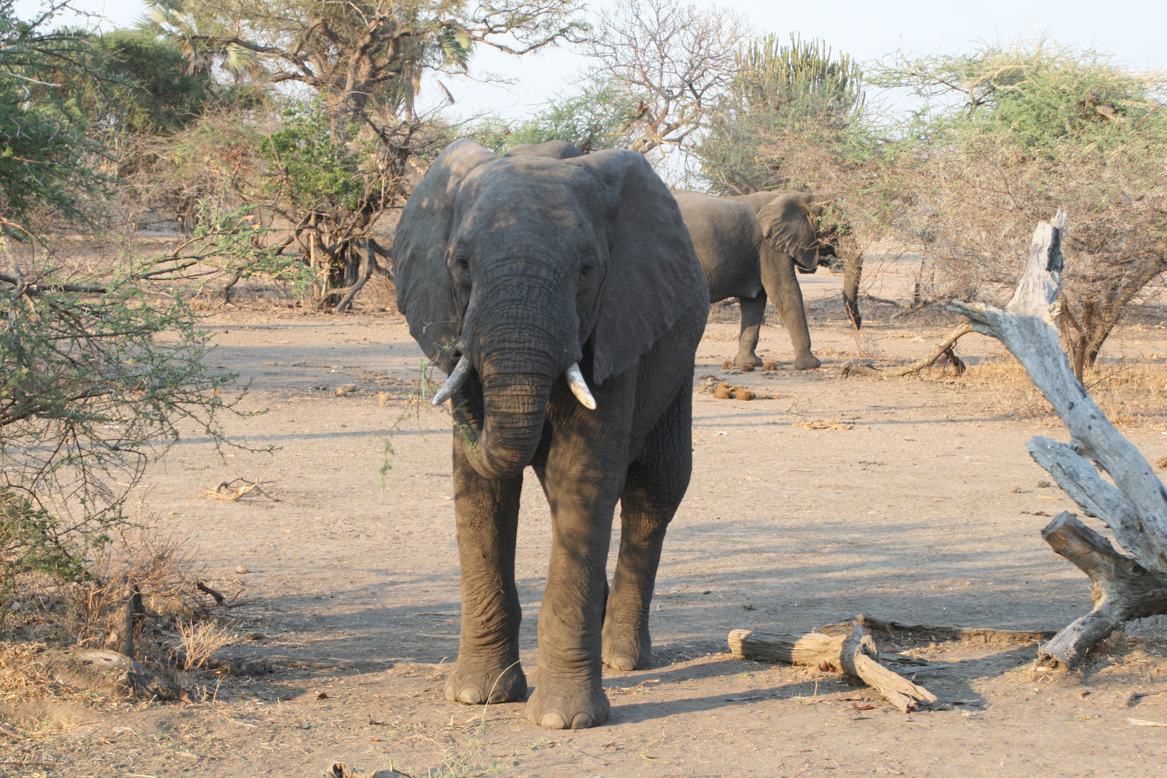 Стадо пьяных слонов снесло индийскую деревушку