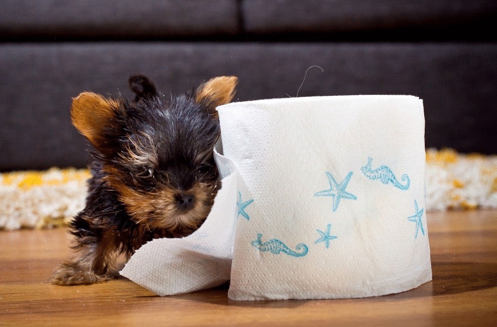 Самая маленькая собака в мире весит всего 150 грамм