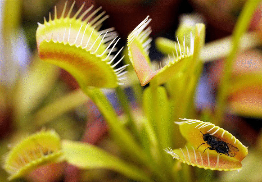 Ученые составили список самых опасных растений