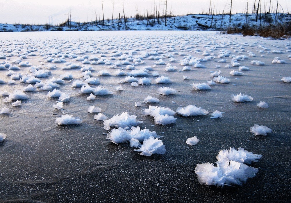 Кристалл озеры. Ледяные цветы в Северном Ледовитом океане. Ледяные цветы Арктики. Ледяной цветок явление. Ледяные цветы природное явление.