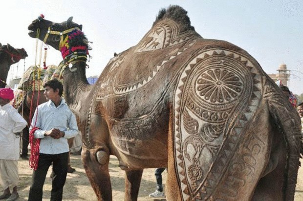 Необычное искусство — верблюжий боди-арт
