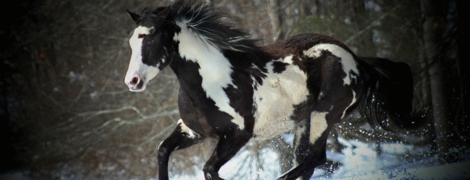 Иппотерапия: катание на лошадях для развития опорно-двигательного аппарата