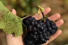 Притча о грозди винограда