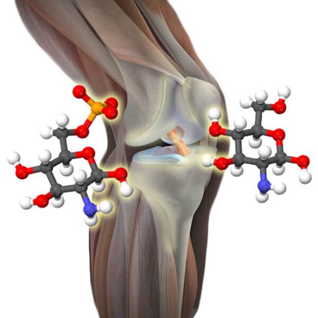 Эффект хондропротекторов. Хондропротектор суставы связки. Механизм действия хондропротекторов. Механизм действия глюкозамина. Молекула хондроитина.