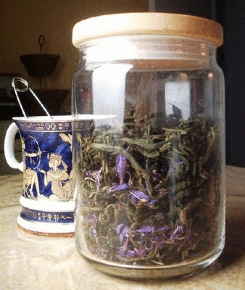 Целебные свойства Иван-чая и рецепт его приготовления