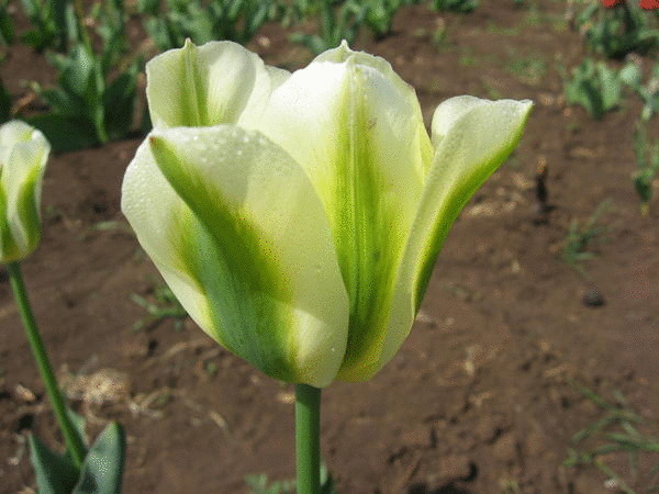 10 лучших сортов зеленоцветковых тюльпанов