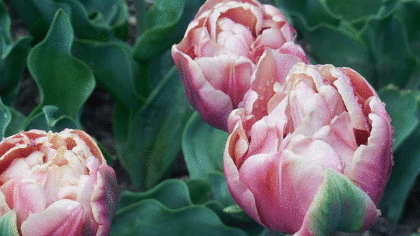 20 самых необычных тюльпанов Парада Никитского ботанического сада 2015