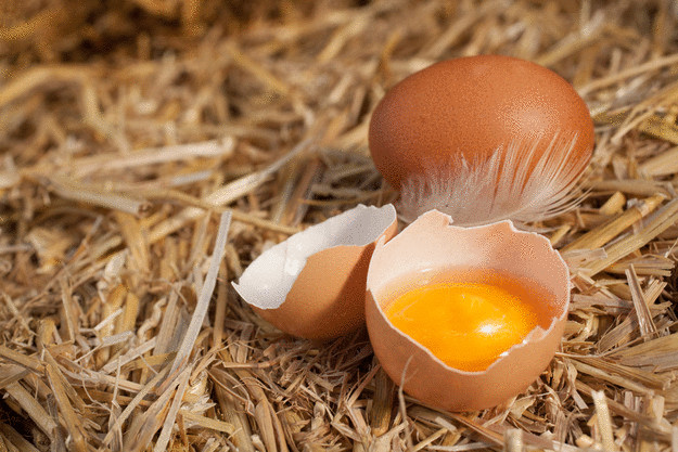 10 веских причин не выбрасывать яичную скорлупу