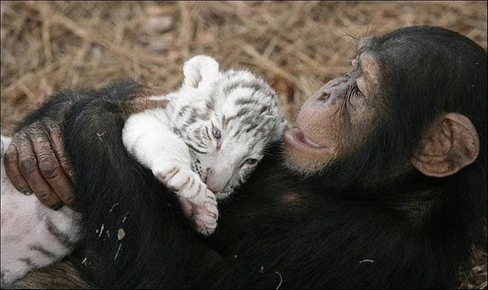 Шимпанзе — приемная мать тигрят