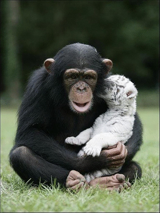 Шимпанзе — приемная мать тигрят
