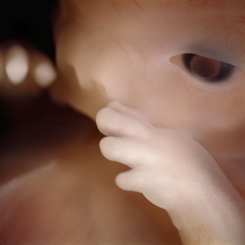 Уникальные кадры: от зачатия до рождения