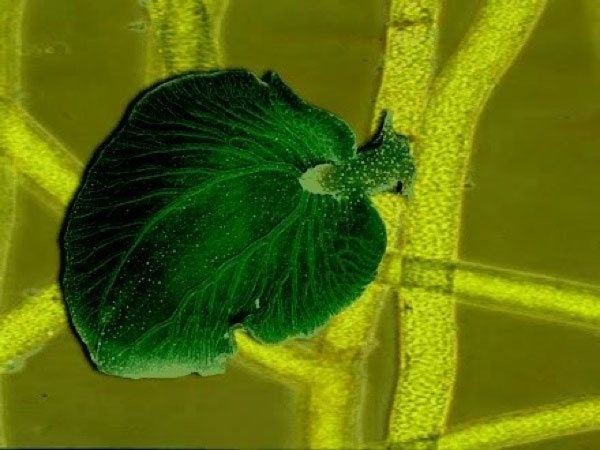 Elysia chlorotica: наполовину животное и наполовину растение