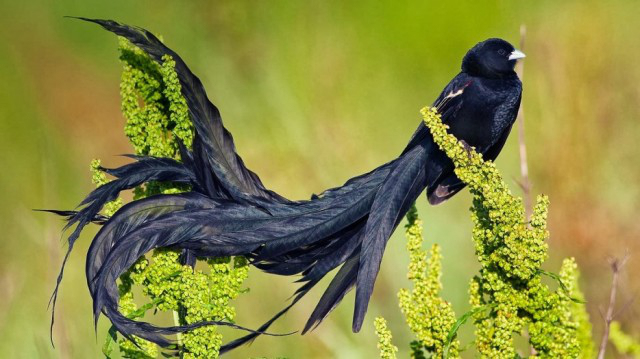 Удивительные виды птиц, о которых Вы  не слышали