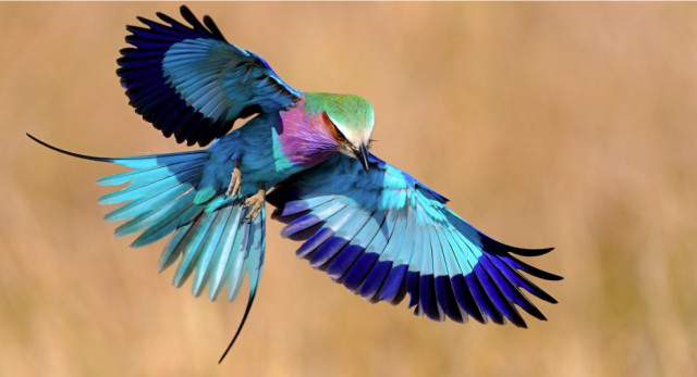 Удивительные виды птиц, о которых Вы  не слышали