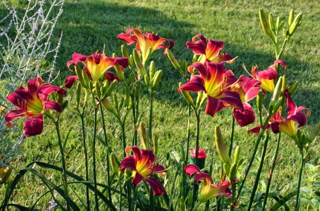 3 секрета цветения лилейников