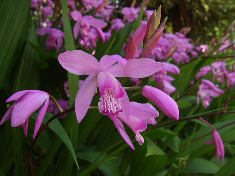 Садовые орхидеи: виды, уход, размножение.
