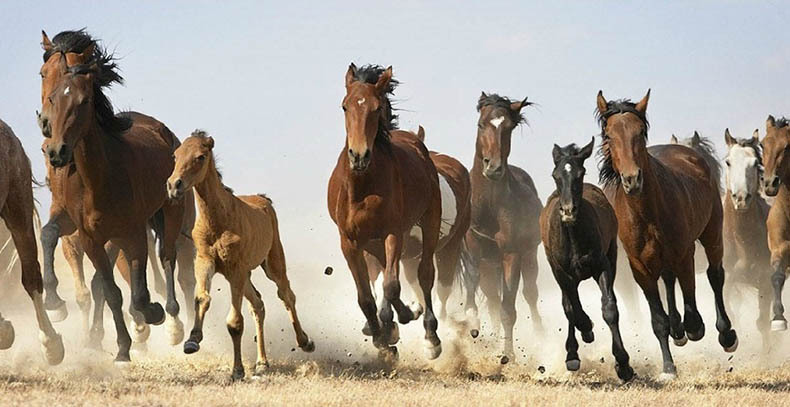 Потрясающие фото лошадей от Тима Флака 