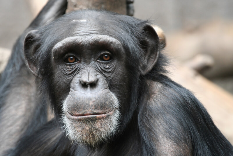 Америка полностью прекращает опыты на шимпанзе