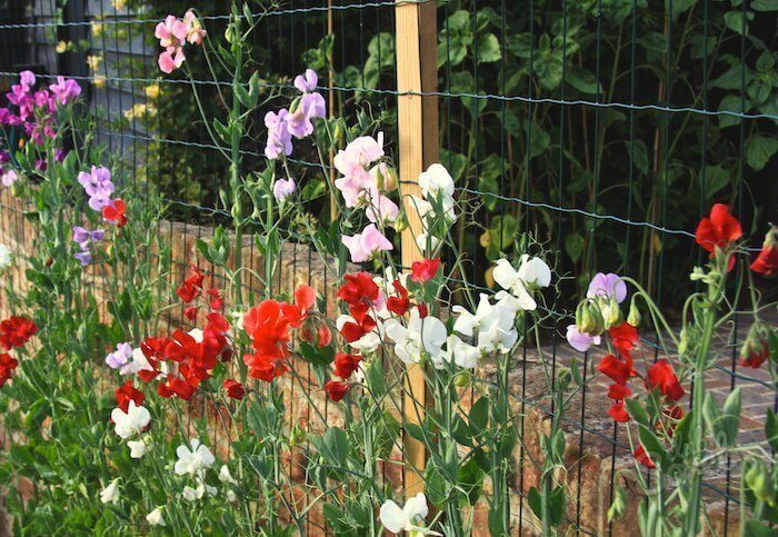Самые лучшие сорта душистых цветов для Вашего сада