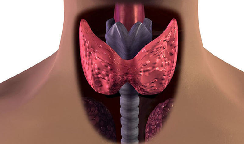 Заболевания щитовидной железы: как улучшить гормональный фон и сохранить молодость 