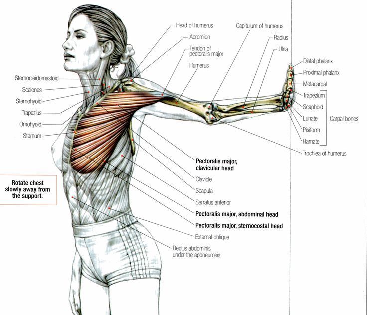Как сделать грудь подтянутой: ТОП-10 упражнений