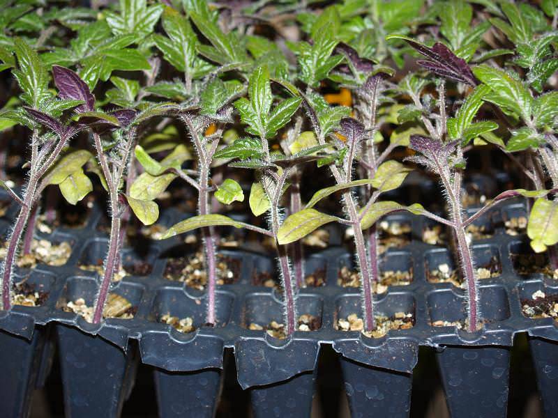 Рассадная считалочка: Как правильно выбрать время для посадки семян 