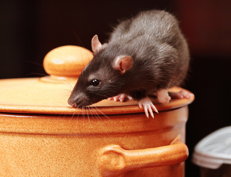 Как избавиться от крыс и мышей с помощью трав