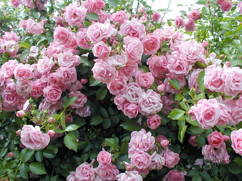 Плетистые розы: украшение вашего сада