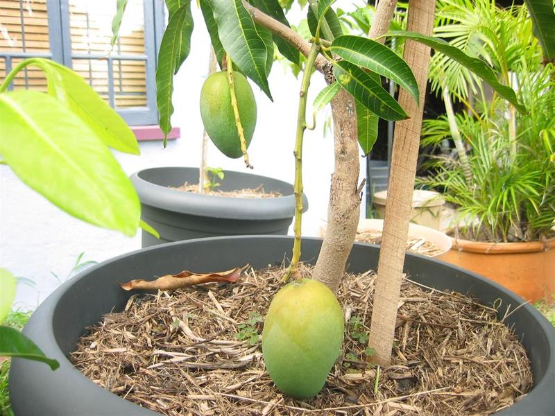Как вырастить манго в домашних условиях