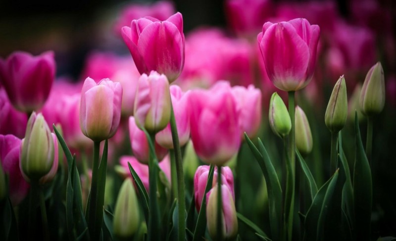 Как ухаживать за тюльпанами после цветения 