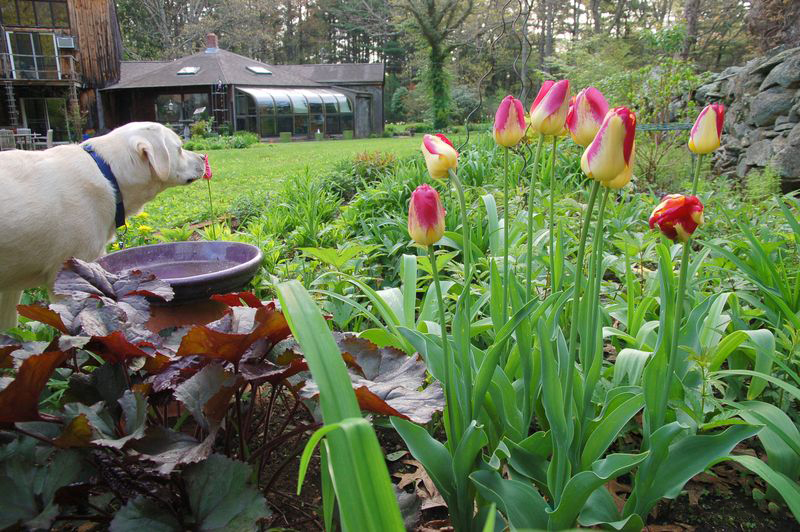 Как ухаживать за тюльпанами после цветения 