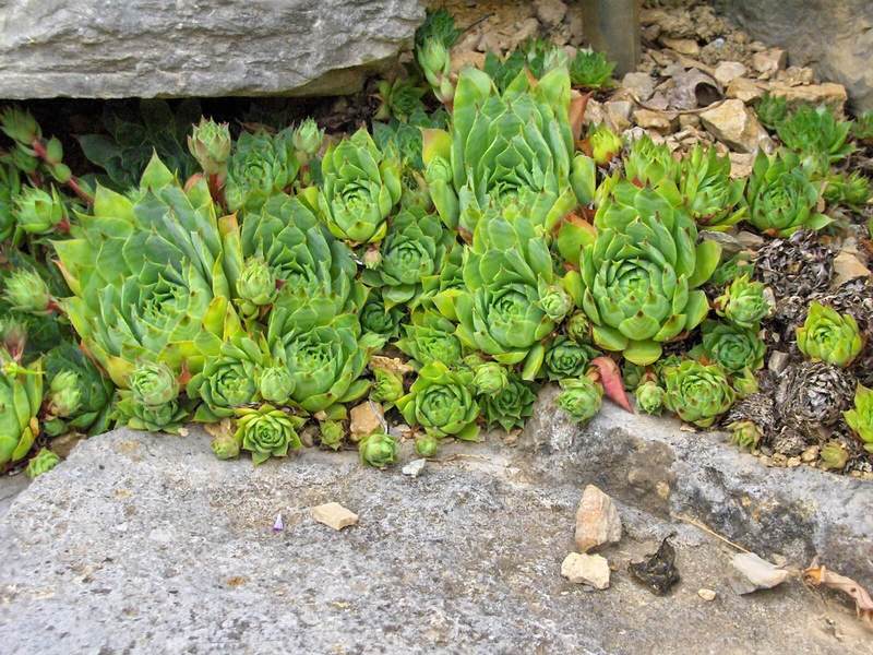 10 видов растений, наиболее подходящих для «зеленой» крыши