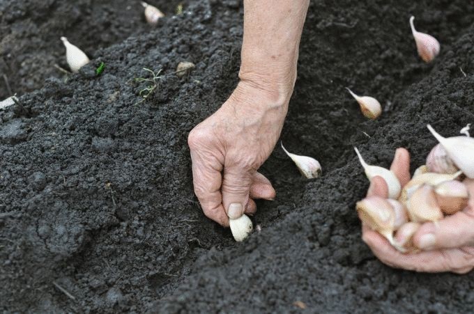 Когда сажать озимый чеснок— опыт выращивания чеснока