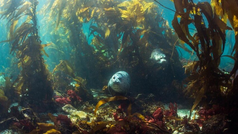 Морские водоросли станут основой биотоплива