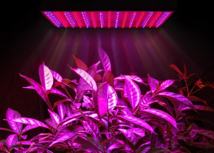 Фитолампы: лампы для комнатных растений и подсветки рассады