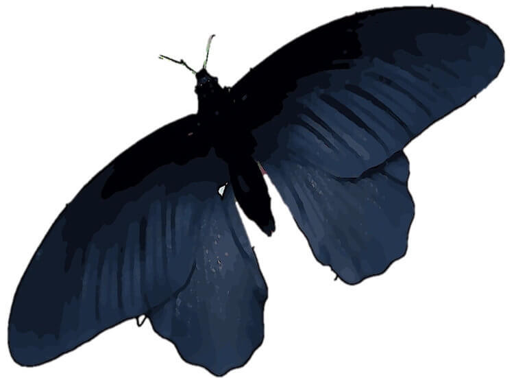 Новая модель более эффективных солнечных панелей основана на черных крыльх бабочек 